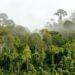 Hutan Hujan Cerdas