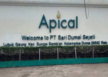 Apical