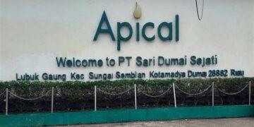 Apical