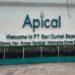 Apical