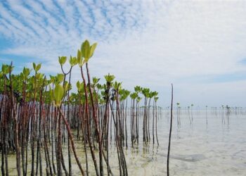 hutan bakau