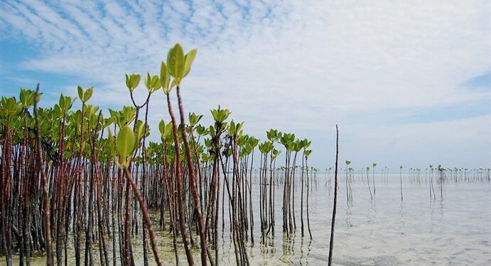 hutan bakau