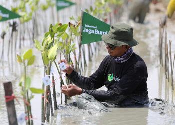 Telkomsel Jaga Bumi Tanam 10.600 Mangrove Hasil Donasi Poin Pelanggan