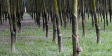 Agritech KOLTIVA