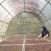biogas dan Solar Dryer House