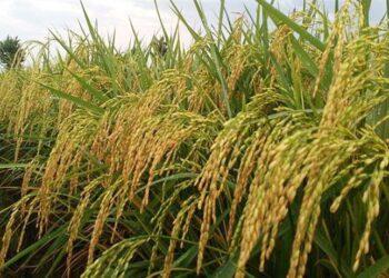 Startup Agritech Rize