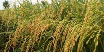 Startup Agritech Rize
