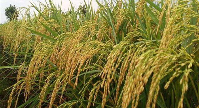 Startup Agritech Rize