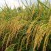 Startup Agritech Rize