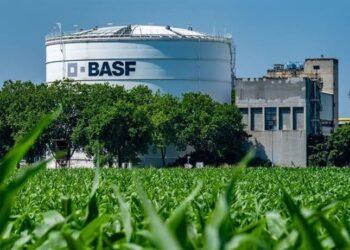 Cimegra BASF bawang merah