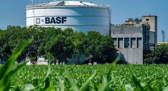 Cimegra BASF bawang merah