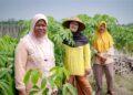Pembiayaan perempuan petani Amartha