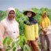 Pembiayaan perempuan petani Amartha