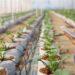 smart farming UPH